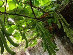 -桂林市花鸟市场