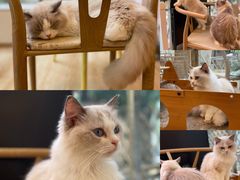 -猫咪派对(江南西店)