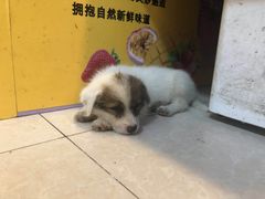 -中加枫华国际学校