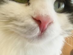 -共舞时光猫咖·狗咖(新街口店)