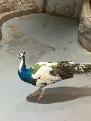 -Zoolung Zoolung动物主题公园(海信广场店)