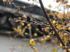 -无锡梅园公园