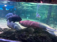 -暹罗海洋世界