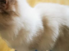 -Meowの猫咖(万家丽店)