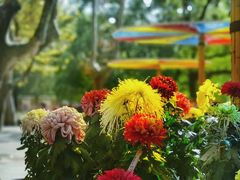 -上海共青森林公园