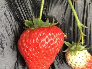 绿庄果园·草莓采摘园