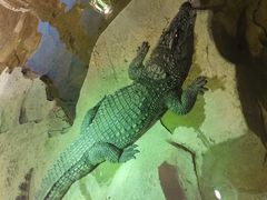 -沙沙哗啦海洋馆(华宇百花谷店)