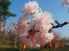 -天适樱花悠乐园