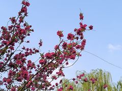 -海棠花溪(元大都城垣遗址公园)