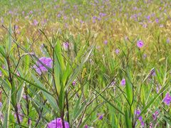 -汉长安城未央宫国家考古遗址公园