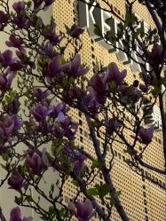 -北京嘉里大酒店·宴会厅婚宴·户外婚礼·生日宴