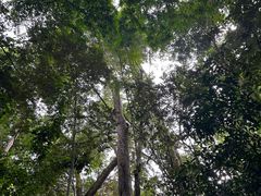 -西双版纳原始森林公园