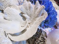 -贝林大翅鲸简餐厅(国家海洋博物馆店)