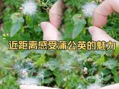 -广东天露山旅游度假区