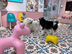 -逗柴町空中花园·雪橇三傻·柴犬柯基狗咖·猫咖·爬宠