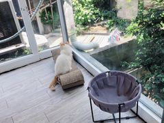 -有猫主题·治愈系猫咖(曾厝垵店)