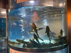 -老船舫·现做活鲜鱼馆(东郊记忆店)