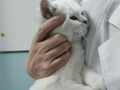 -特一安24小时宠物医院·骨科·中兽医