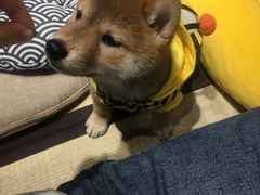 -逗柴咖啡屋·狗咖猫咖宠物桌游