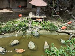 -上海野生动物园