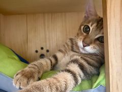 -瑞派动物医院·猫专科·至诚(江南中分院)