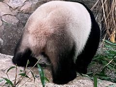 -广州长隆野生动物世界