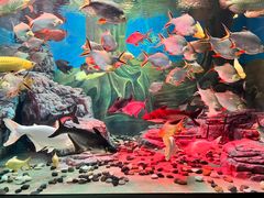 -上海海洋水族馆