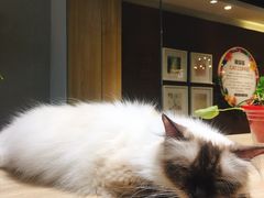 -藏猫猫咖啡主题馆(中央大道店)