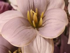 -PARFUM FLORAL花境法餐(南京首店)