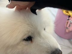 -星多哈·狗咖·拼豆·咖啡
