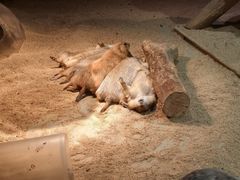 -正佳雨林生态植物园