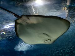 -上海海洋水族馆