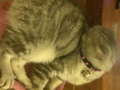 猫色咖啡-猫色咖啡·猫咖