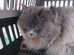 -纳吉亚猫专科动物医院·北北分院