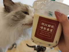 -有喵·猫咖·狗咖·30几只猫10只小狗(岗厦店)