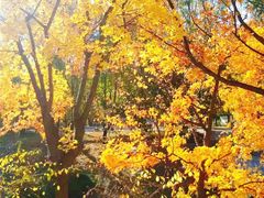 -大兴滨河森林公园