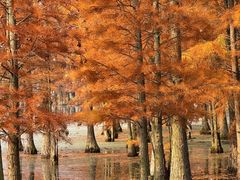 -白鹭湾湿地公园