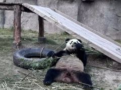 -上海野生动物园