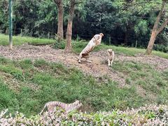 -杭州野生动物世界