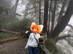 -天目山大树王景区