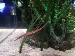 -暹罗海洋世界