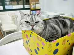 -喵的天空名猫咖啡馆·撸猫·猫舍·用品