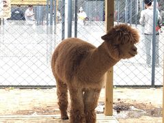 -长白岛森林公园