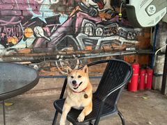 -柴犬高等学院·狗咖·柴犬售卖·宠物训练