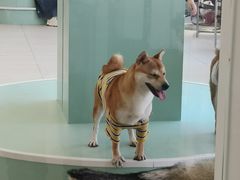 -怪兽屋·羊驼·猫咖·狗咖(俊华广场店)