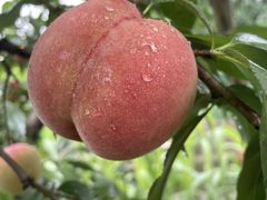 -老袁家蜜桃农场·阳山水蜜桃