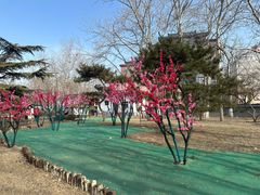 -莲花池公园