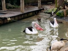 -费瑟代尔野生动物园