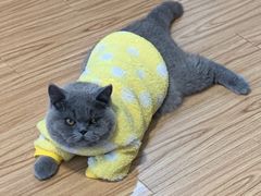 -猫大福·Fortune Cat猫舍(百子湾店)