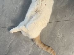 -伟伟宠物医院·CT影像中心·瑞派犬猫综合性门诊(汉口总院)